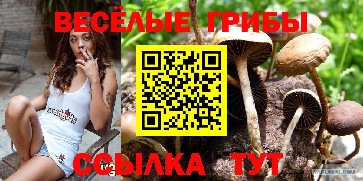 Галлюциногенные грибы GOLDEN TEACHER Краснознаменск